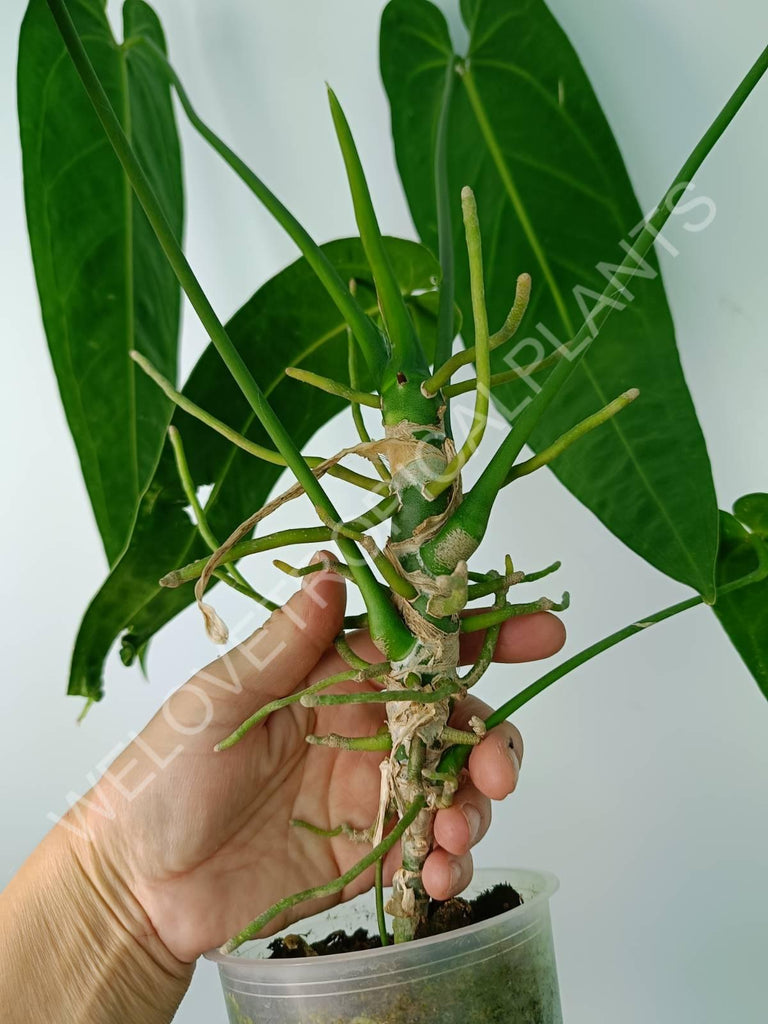 Anthurium warocqueanum 