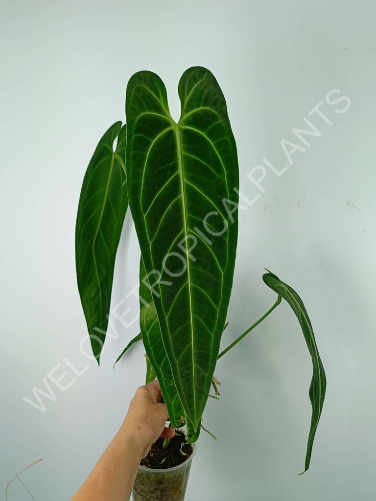 Anthurium warocqueanum 