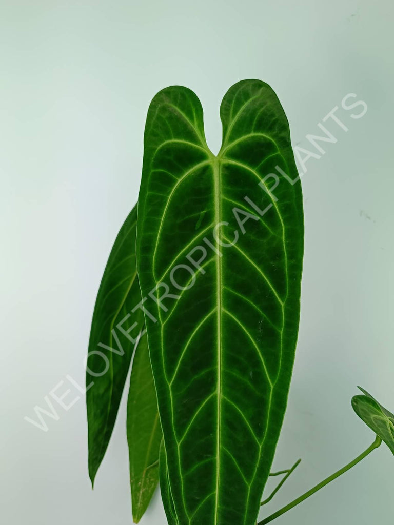 Anthurium warocqueanum 