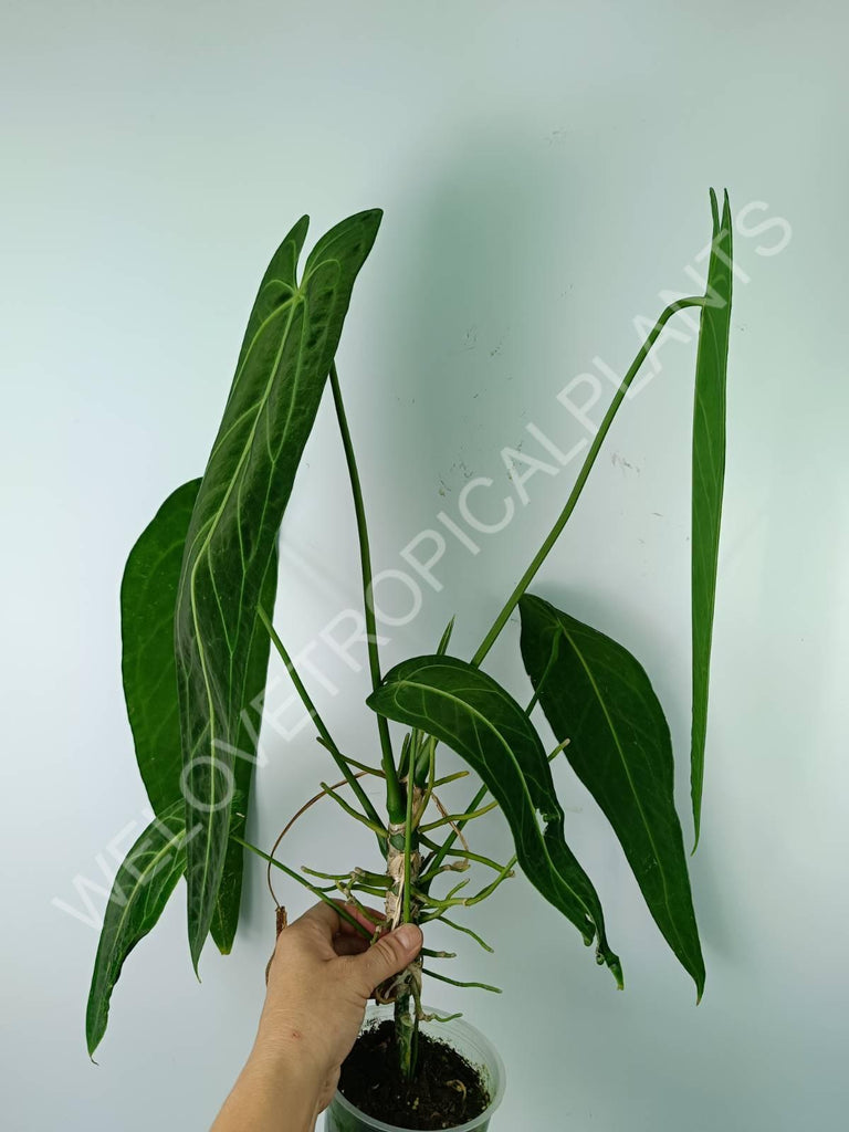 Anthurium warocqueanum 