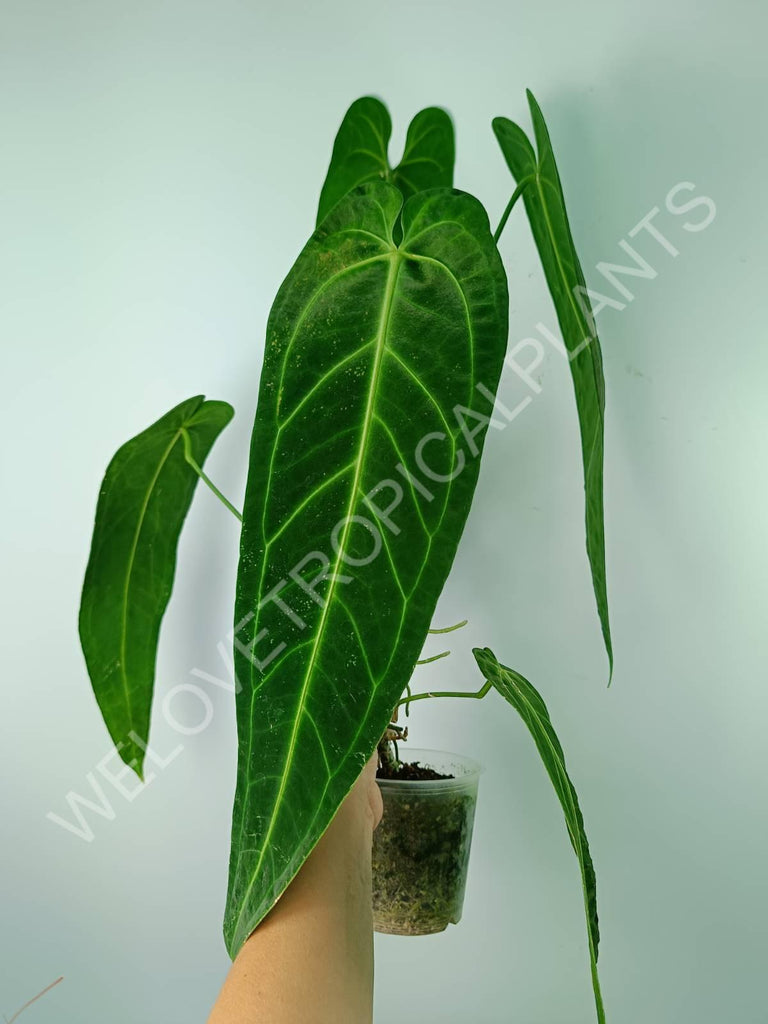 Anthurium warocqueanum 