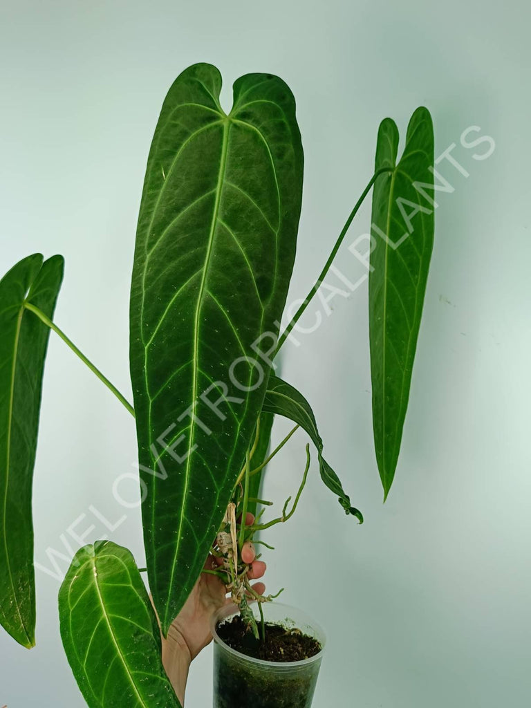 Anthurium warocqueanum 