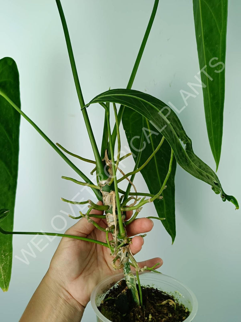 Anthurium warocqueanum 