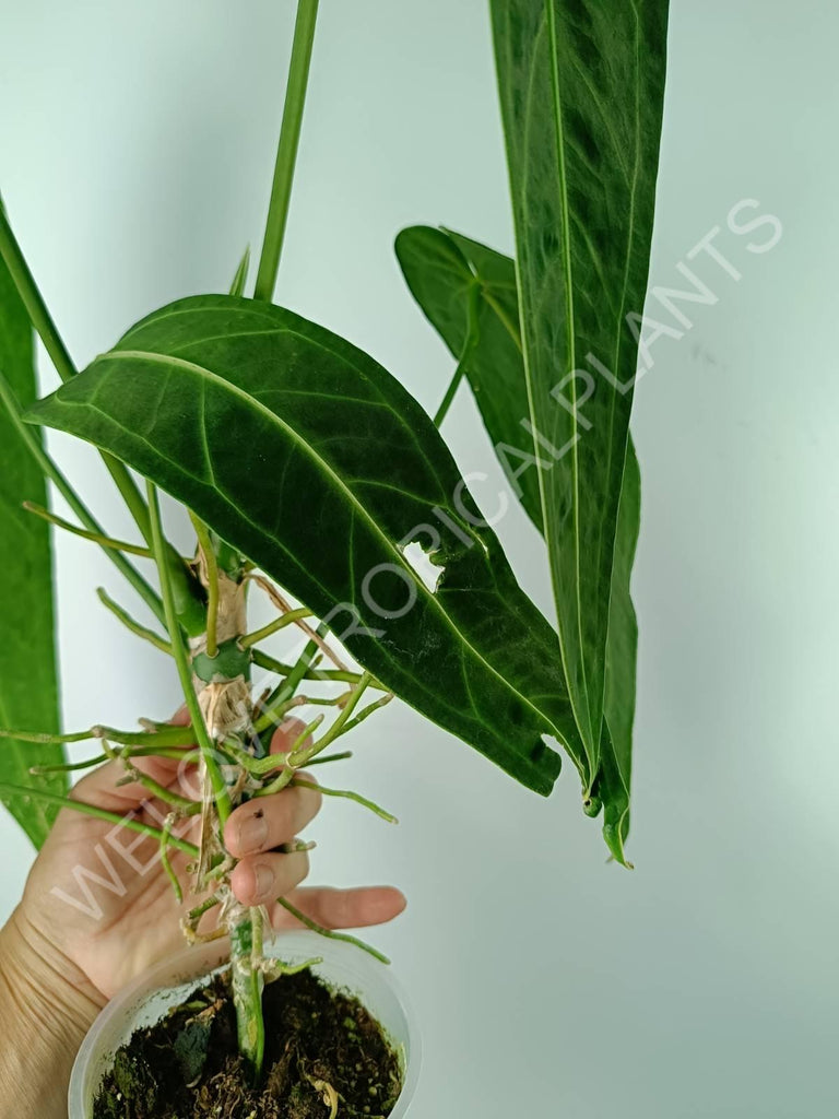 Anthurium warocqueanum 