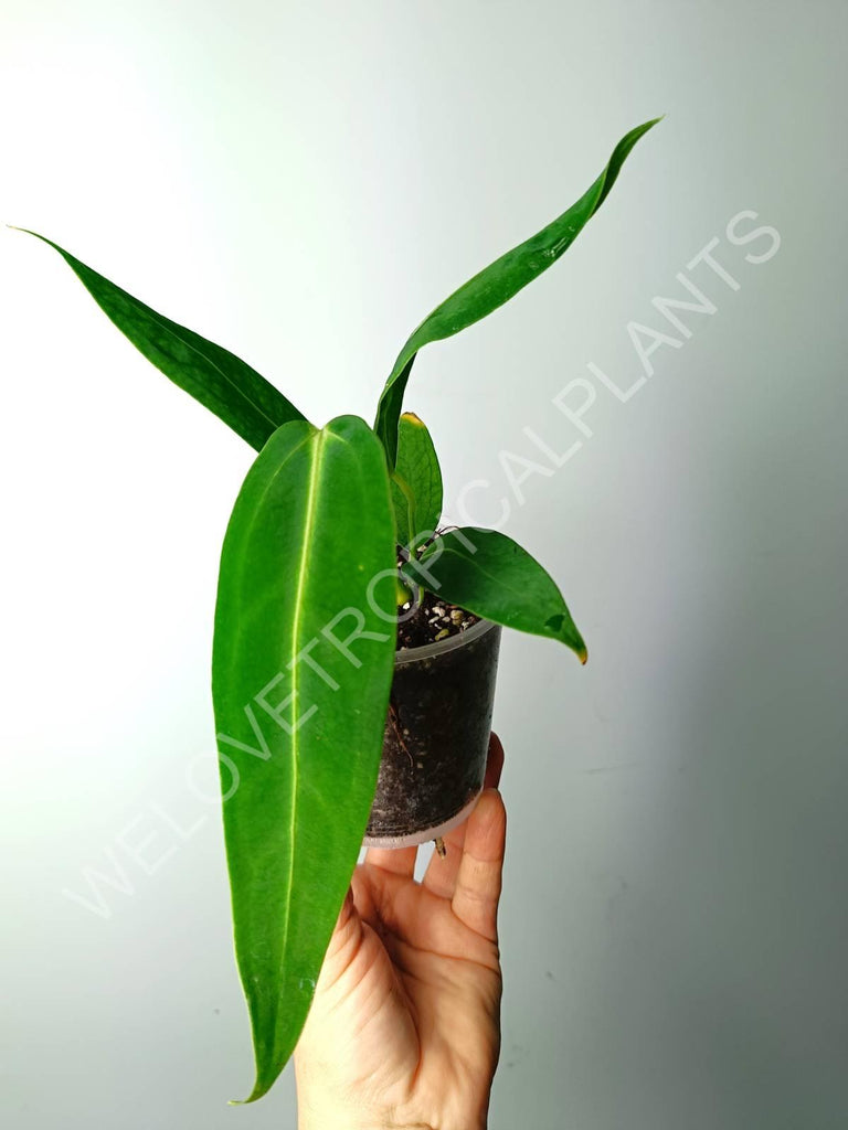 Anthurium warocqueanum 