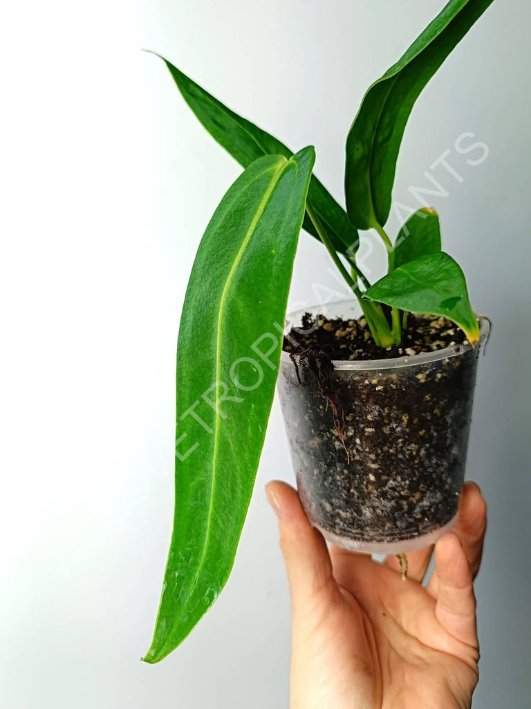 Anthurium warocqueanum 