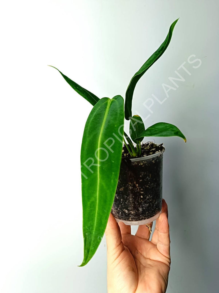 Anthurium warocqueanum 