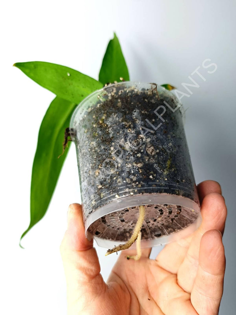 Anthurium warocqueanum 