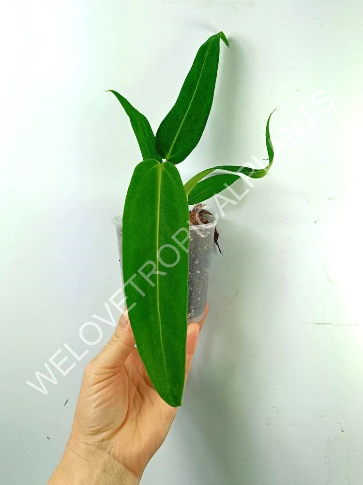 Anthurium warocqueanum