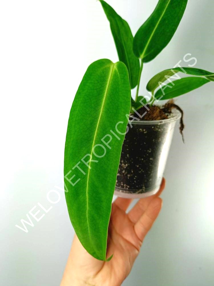 Anthurium warocqueanum