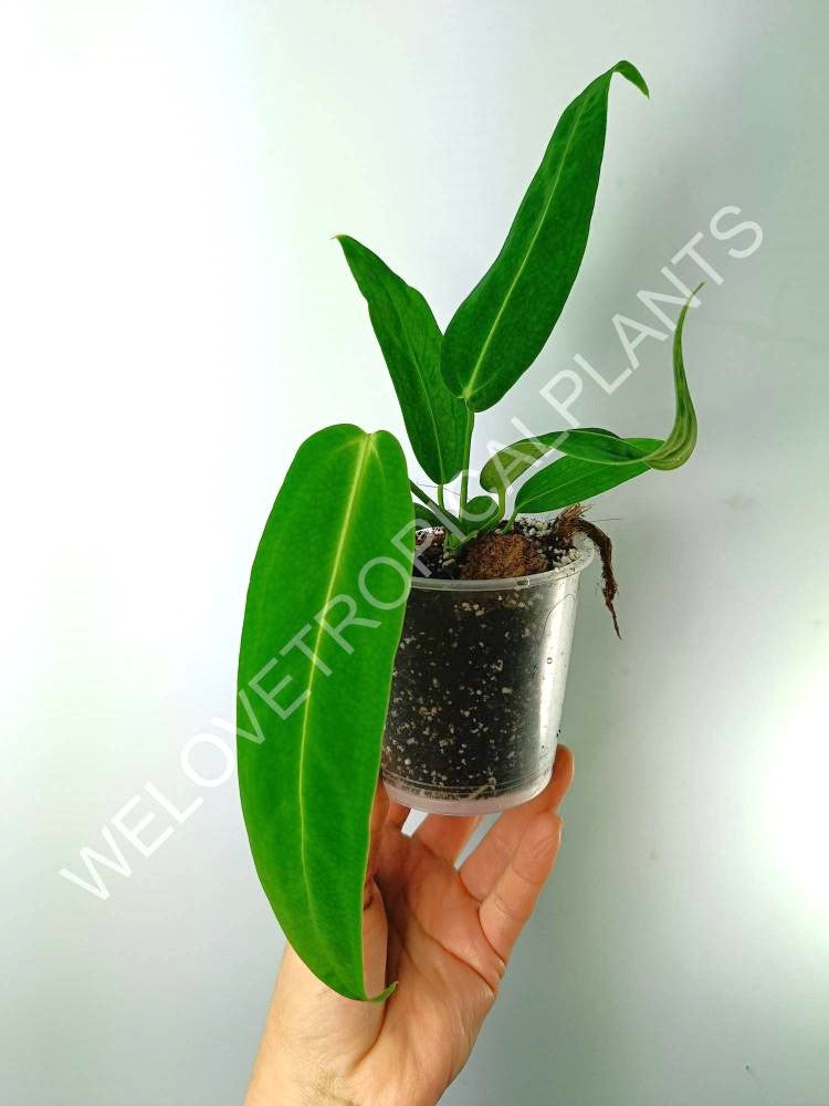 Anthurium warocqueanum