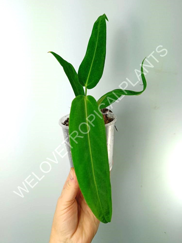 Anthurium warocqueanum