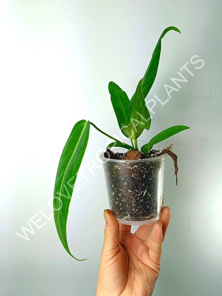 Anthurium warocqueanum