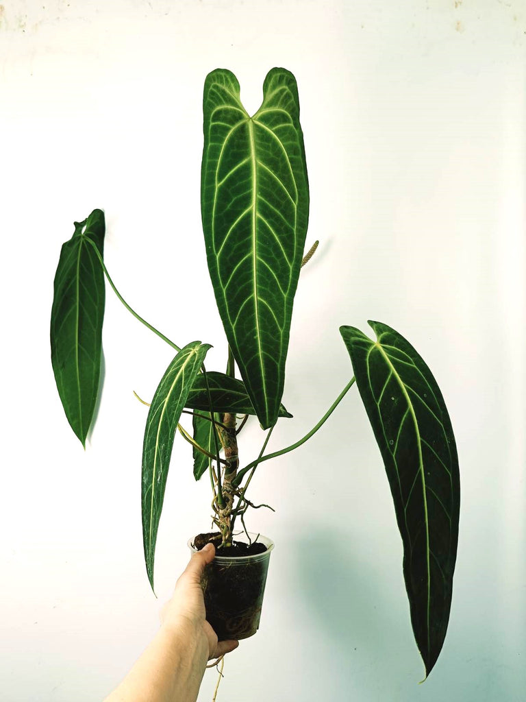 Anthurium warocqueanum