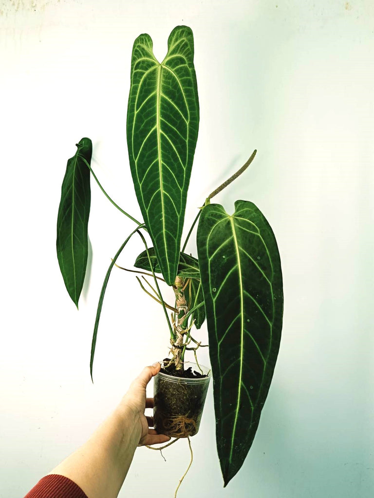 Anthurium warocqueanum