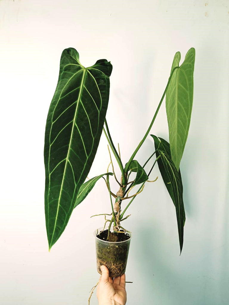 Anthurium warocqueanum