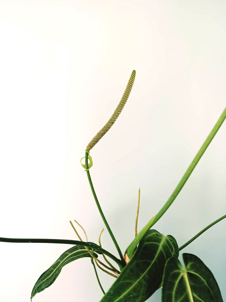 Anthurium warocqueanum