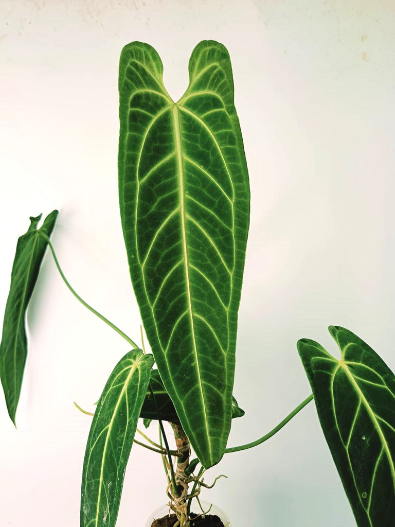 Anthurium warocqueanum