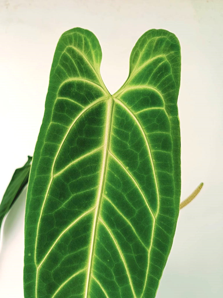 Anthurium warocqueanum