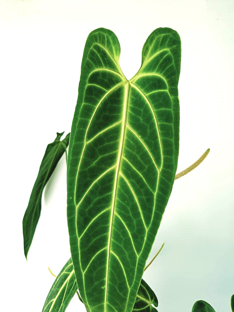 Anthurium warocqueanum