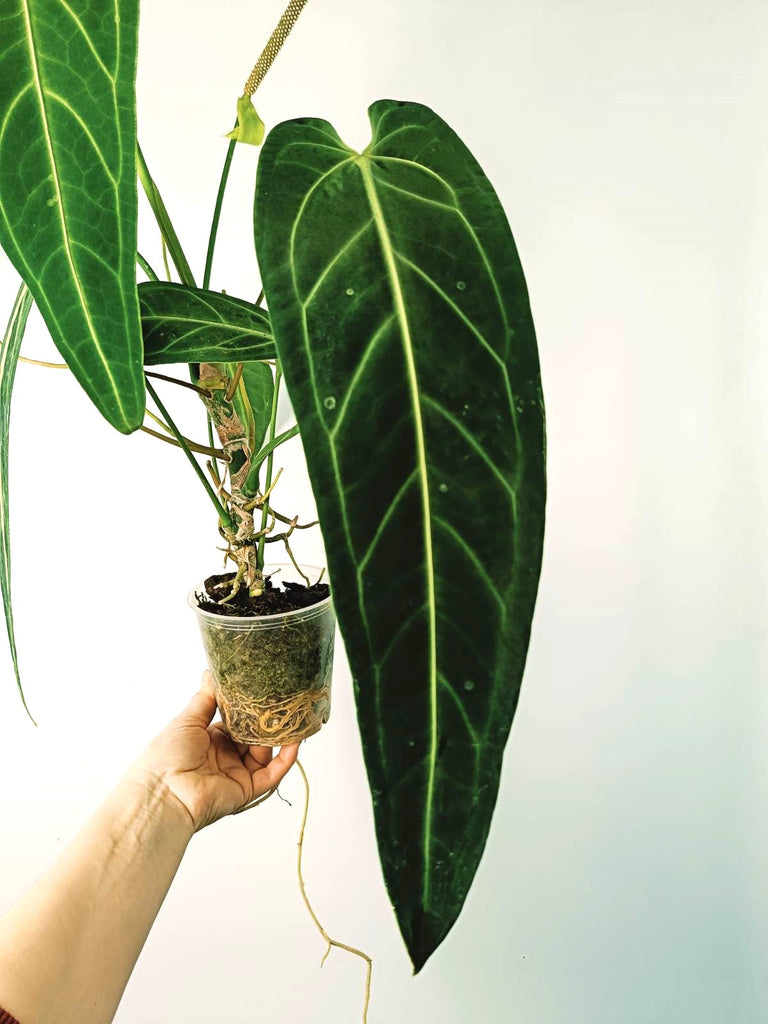 Anthurium warocqueanum