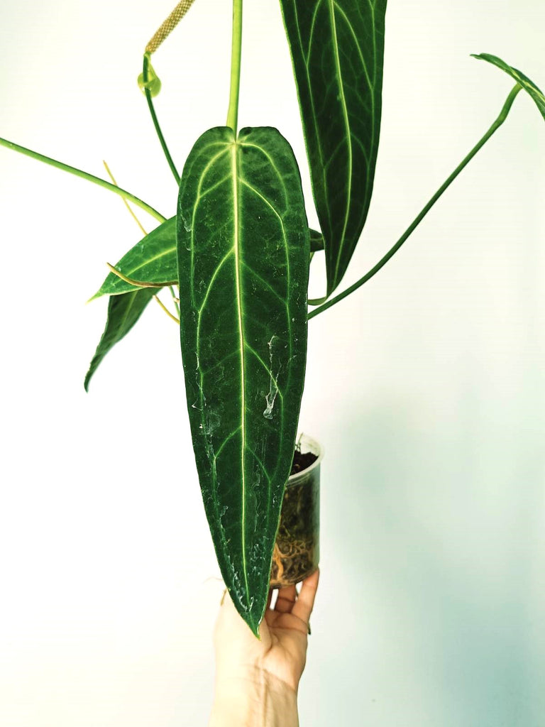 Anthurium warocqueanum