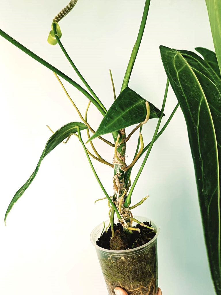 Anthurium warocqueanum