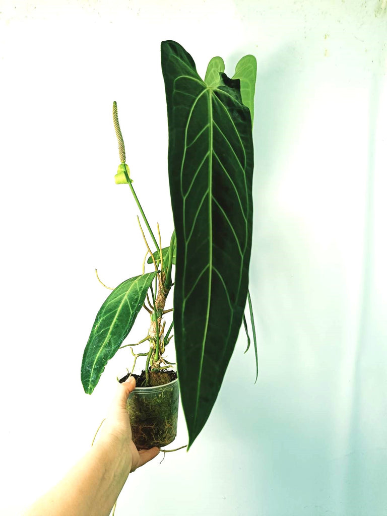 Anthurium warocqueanum