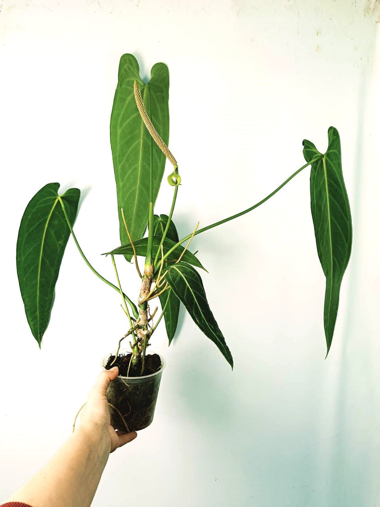 Anthurium warocqueanum