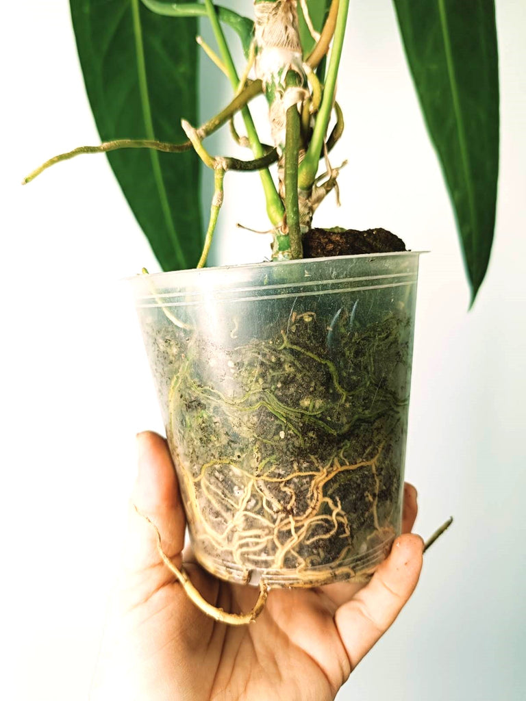 Anthurium warocqueanum