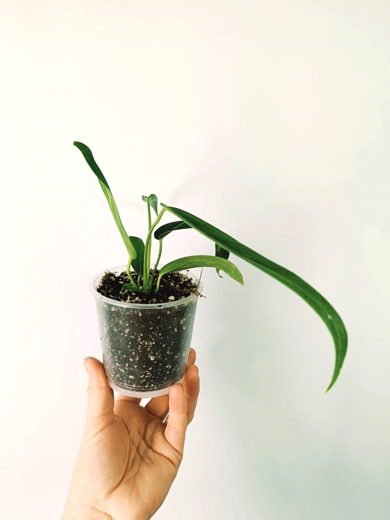 Anthurium warocqueanum 