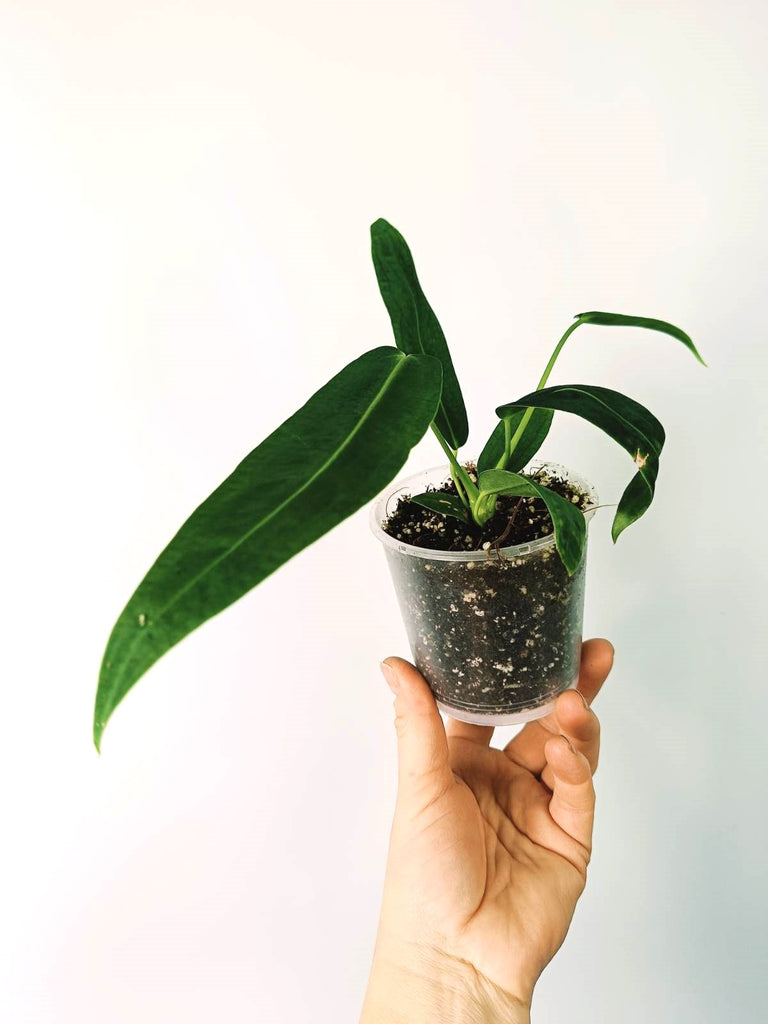 Anthurium warocqueanum 