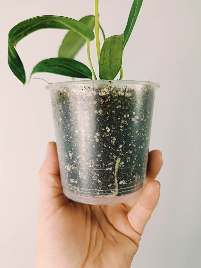 Anthurium warocqueanum 