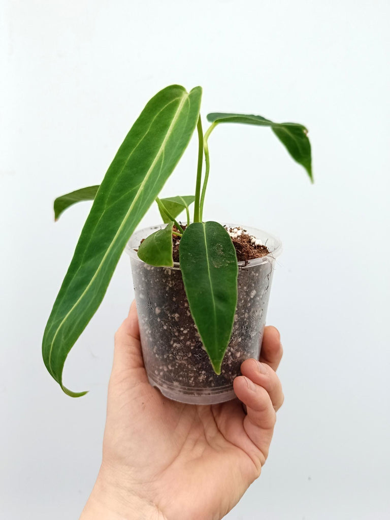 Anthurium warocqueanum