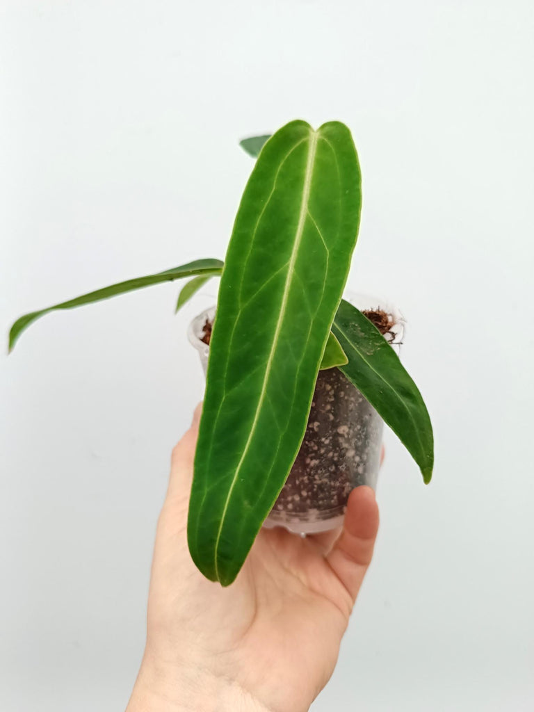 Anthurium warocqueanum