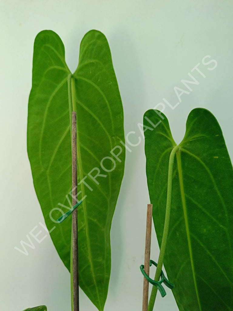 Anthurium warocqueanum