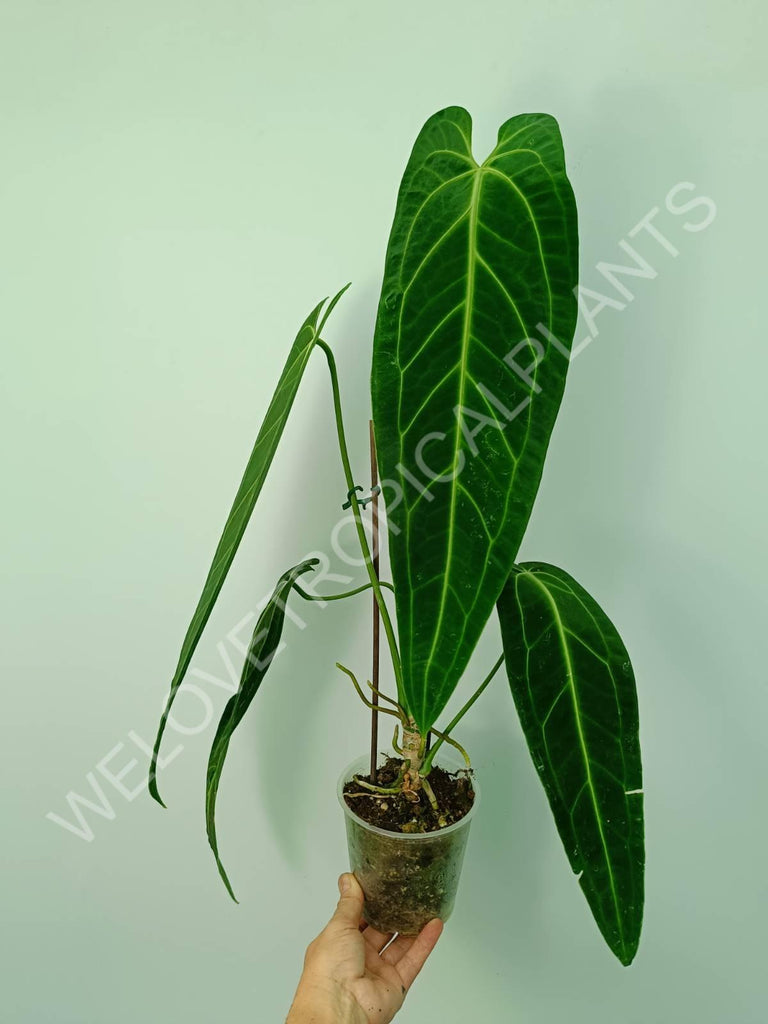 Anthurium warocqueanum