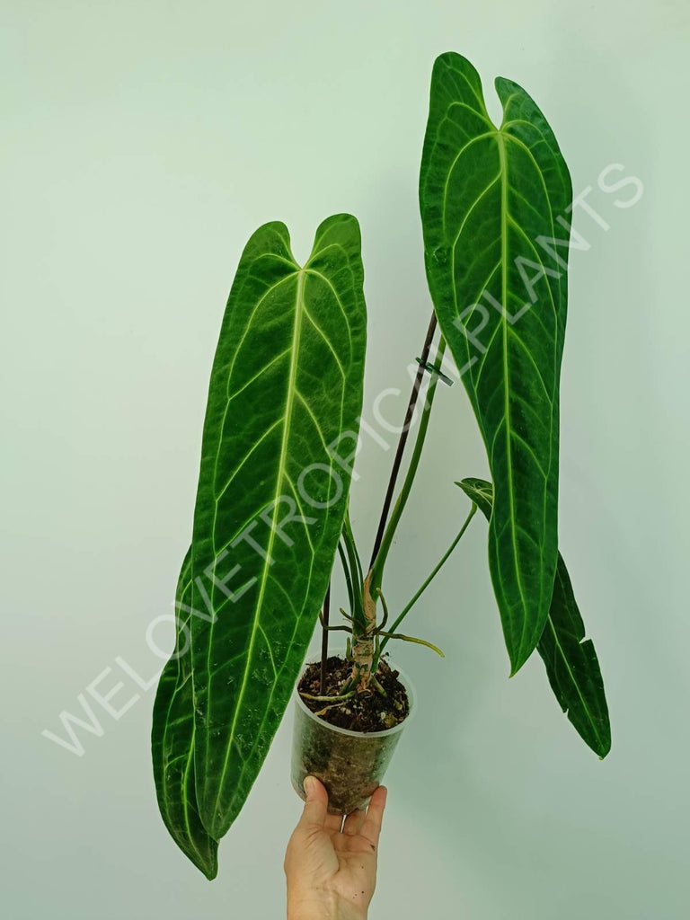 Anthurium warocqueanum