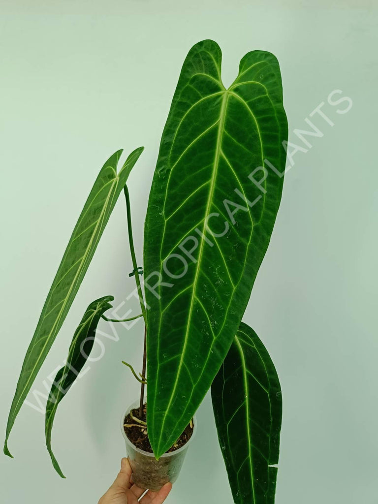 Anthurium warocqueanum