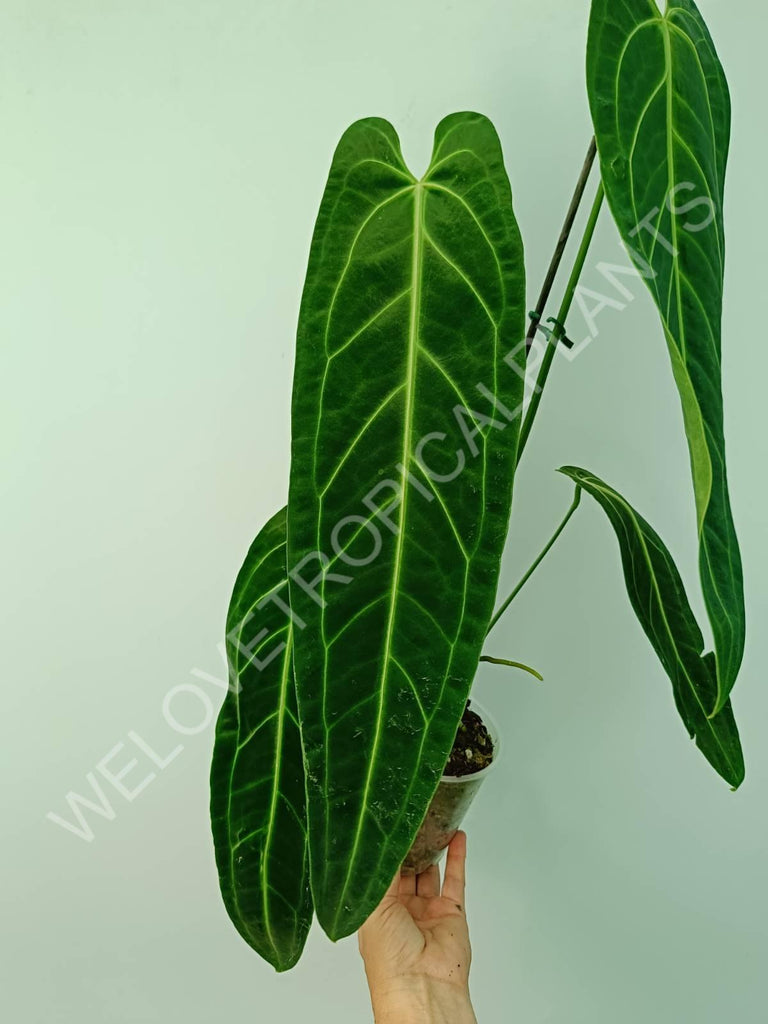 Anthurium warocqueanum