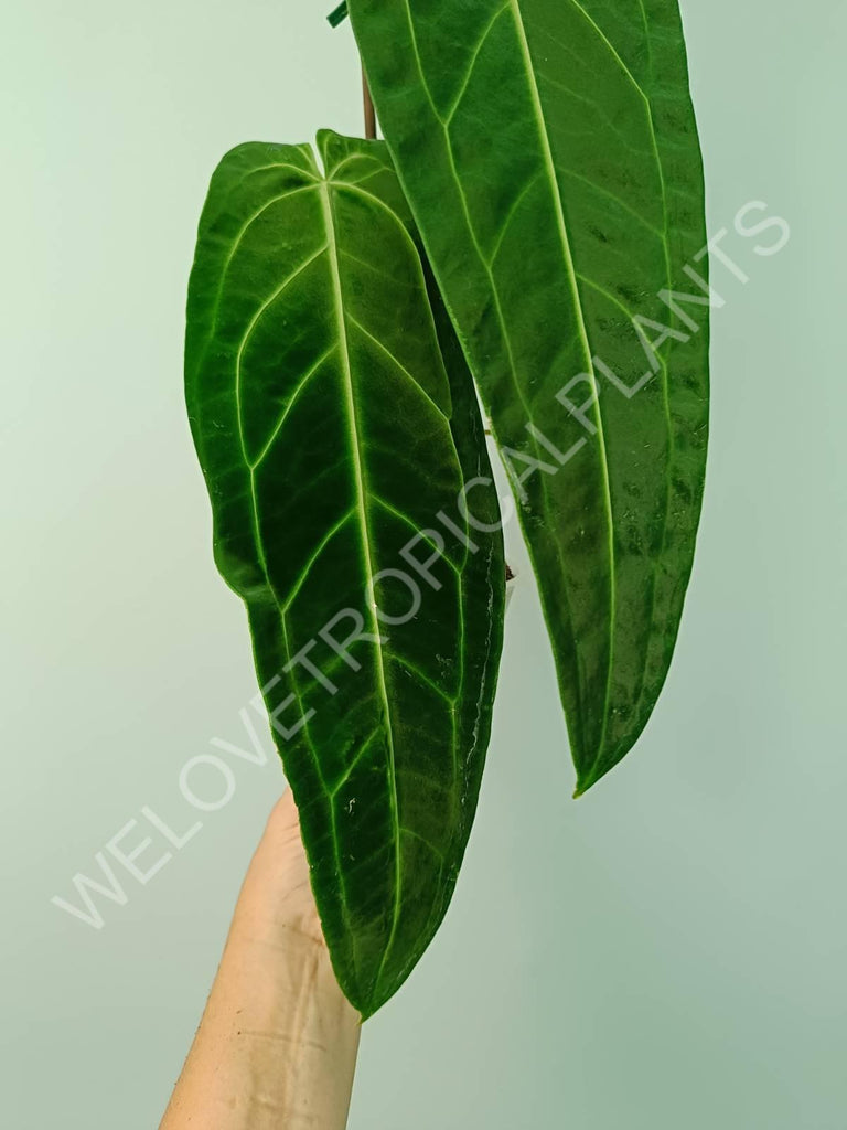 Anthurium warocqueanum