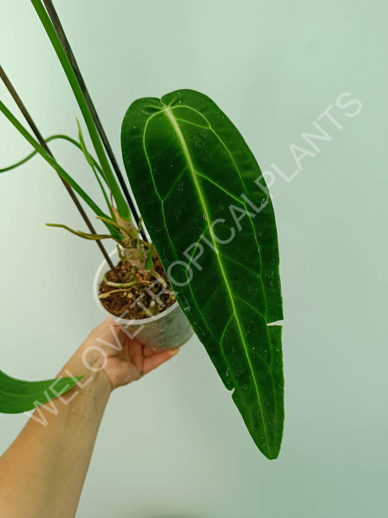 Anthurium warocqueanum