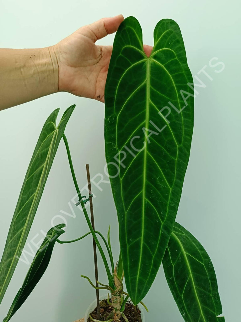 Anthurium warocqueanum