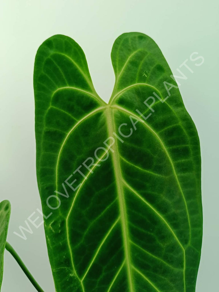 Anthurium warocqueanum