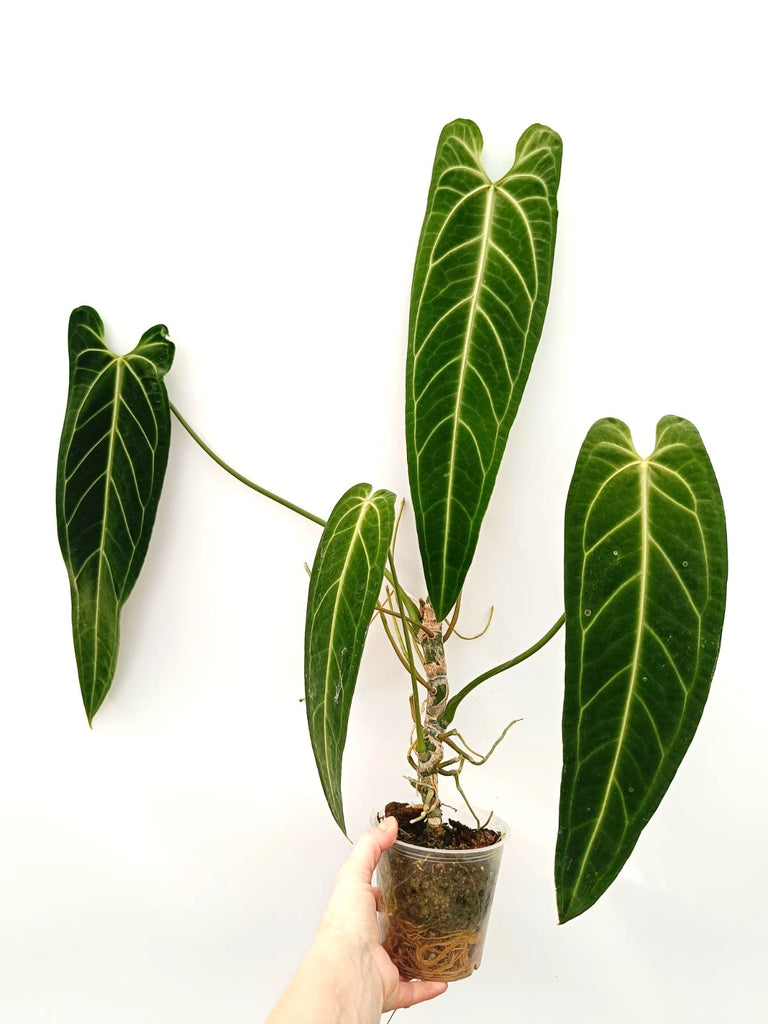 Anthurium warocqueanum 