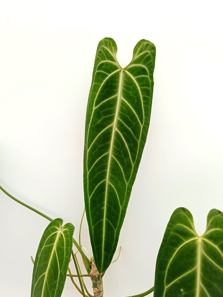 Anthurium warocqueanum 