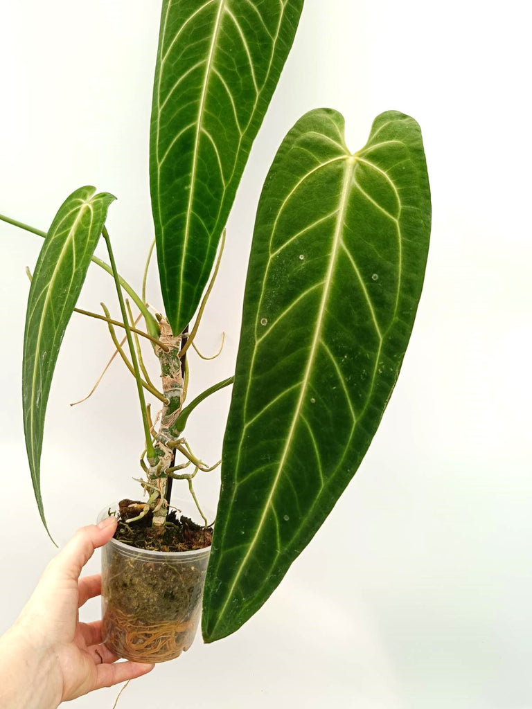 Anthurium warocqueanum 