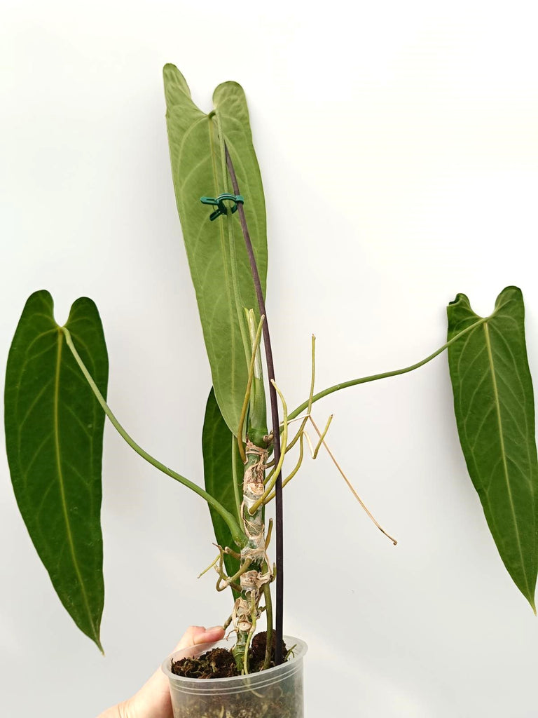 Anthurium warocqueanum 