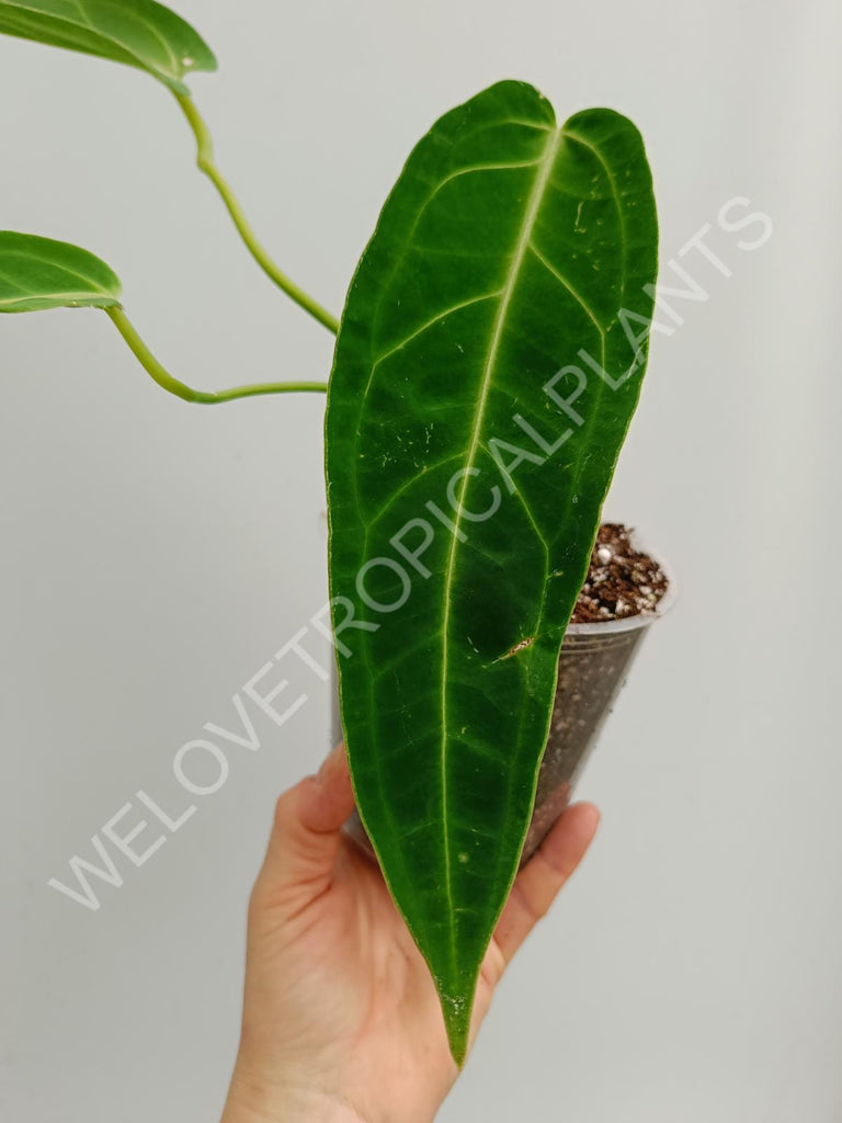 Anthurium warocqueanum