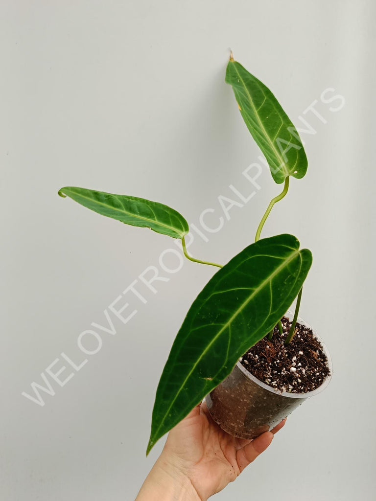 Anthurium warocqueanum